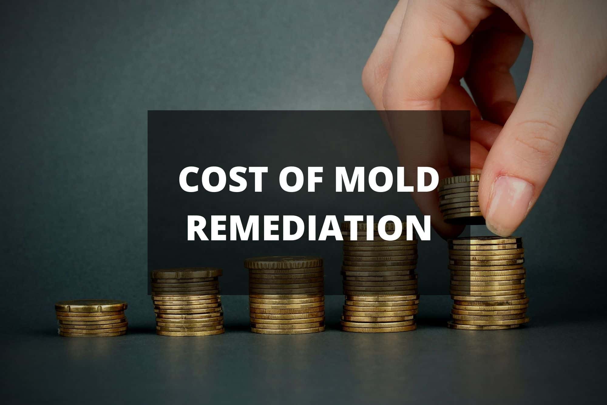 How Much Does Mold Remediation Cost?