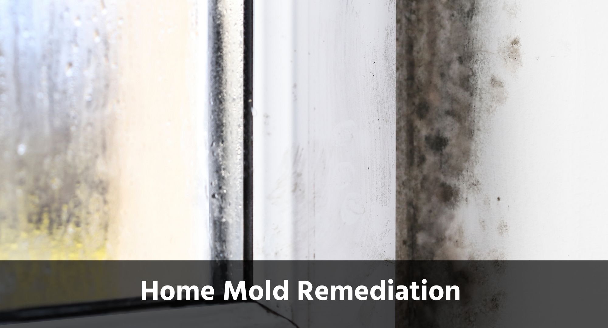 What to Do When You Find Mold in Your House After Purchasing