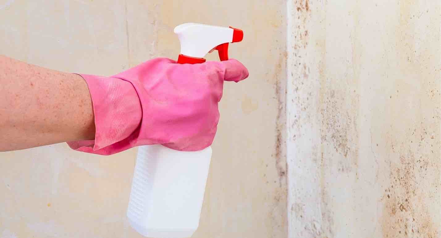 bleach for mold