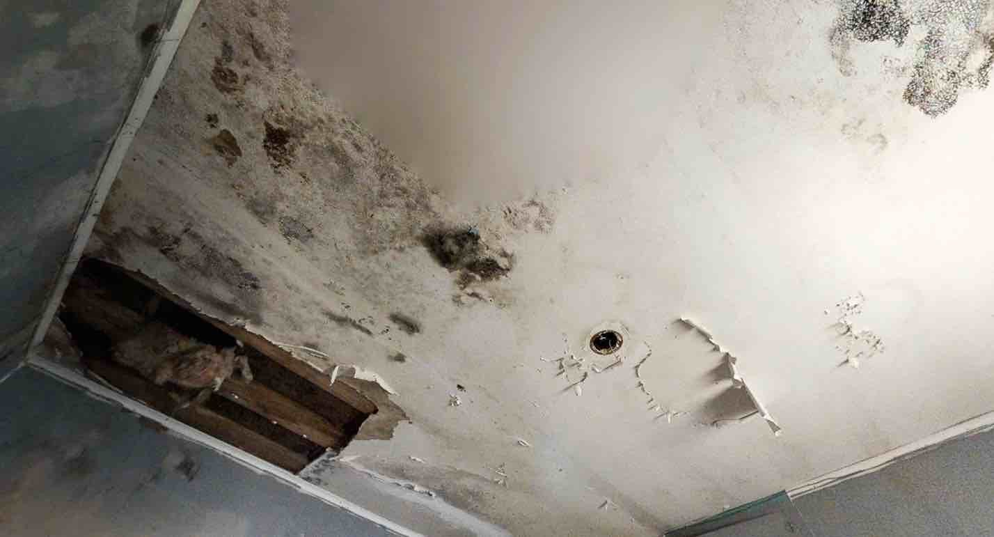 get rid of black mold in house