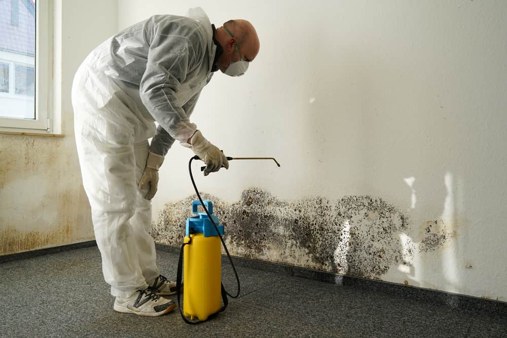 mold remediation costs
