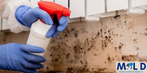 understanding black mold