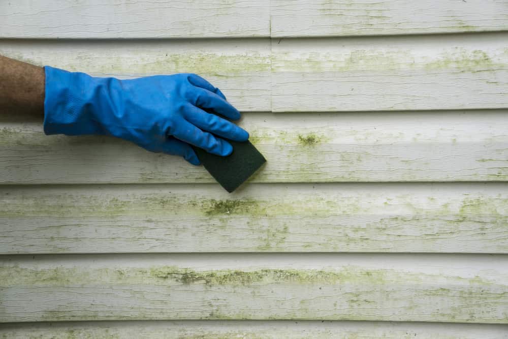 scrubbing mold on wood