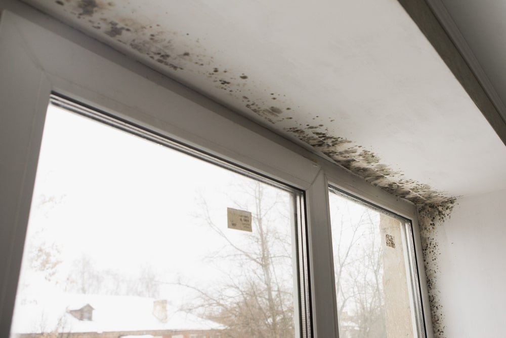 black mold in window corner