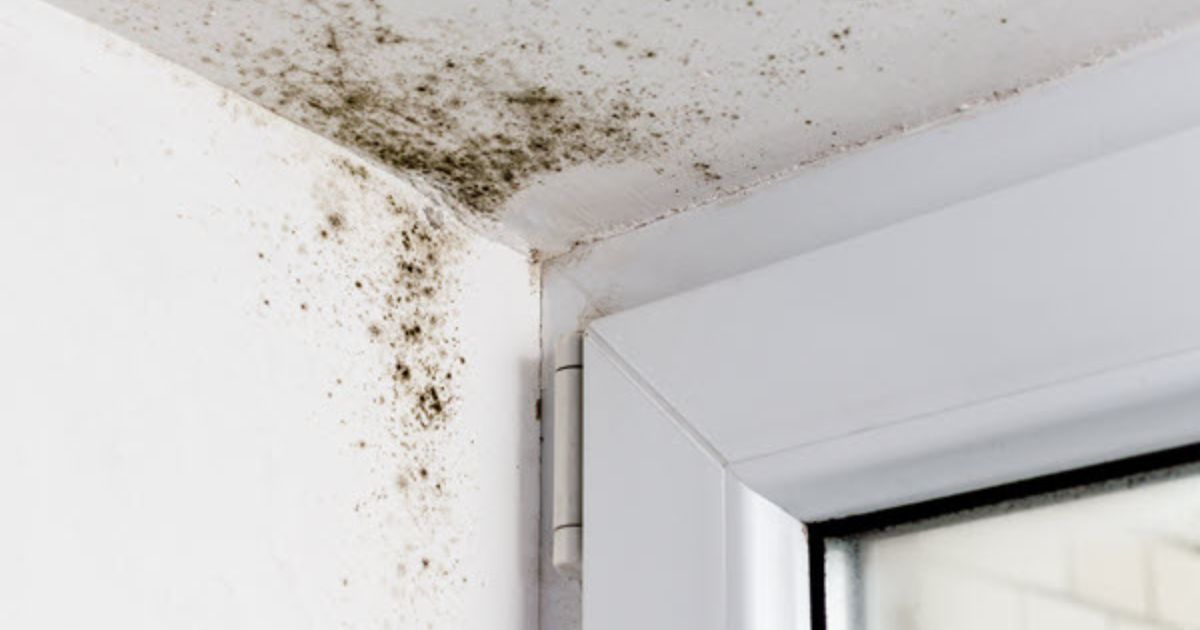 preventing mold regrowth
