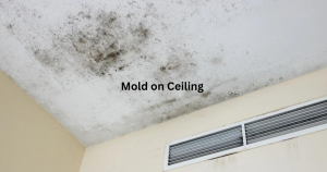 black mold on ceiling