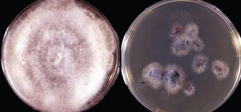 toxic apophysomyces mold