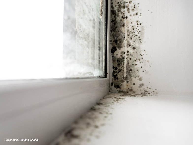 toxic black mold visual