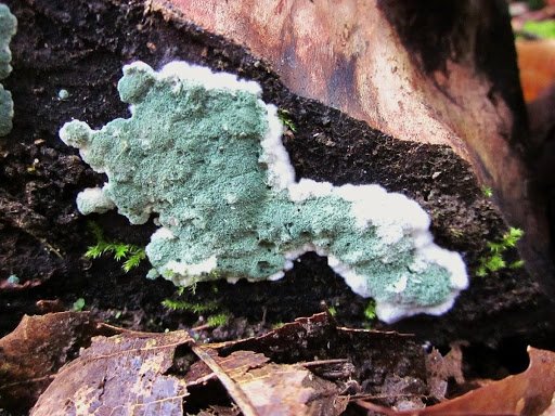 trichoderma mold