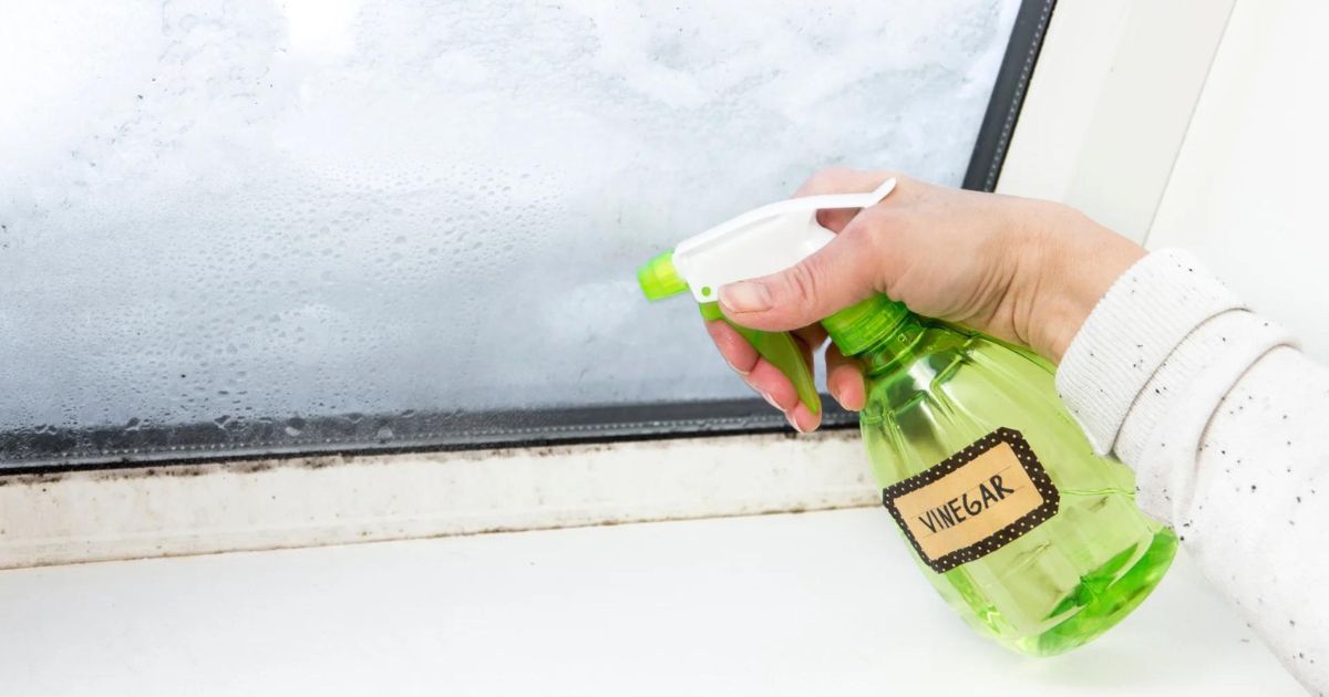 kill black mold with white vinegar