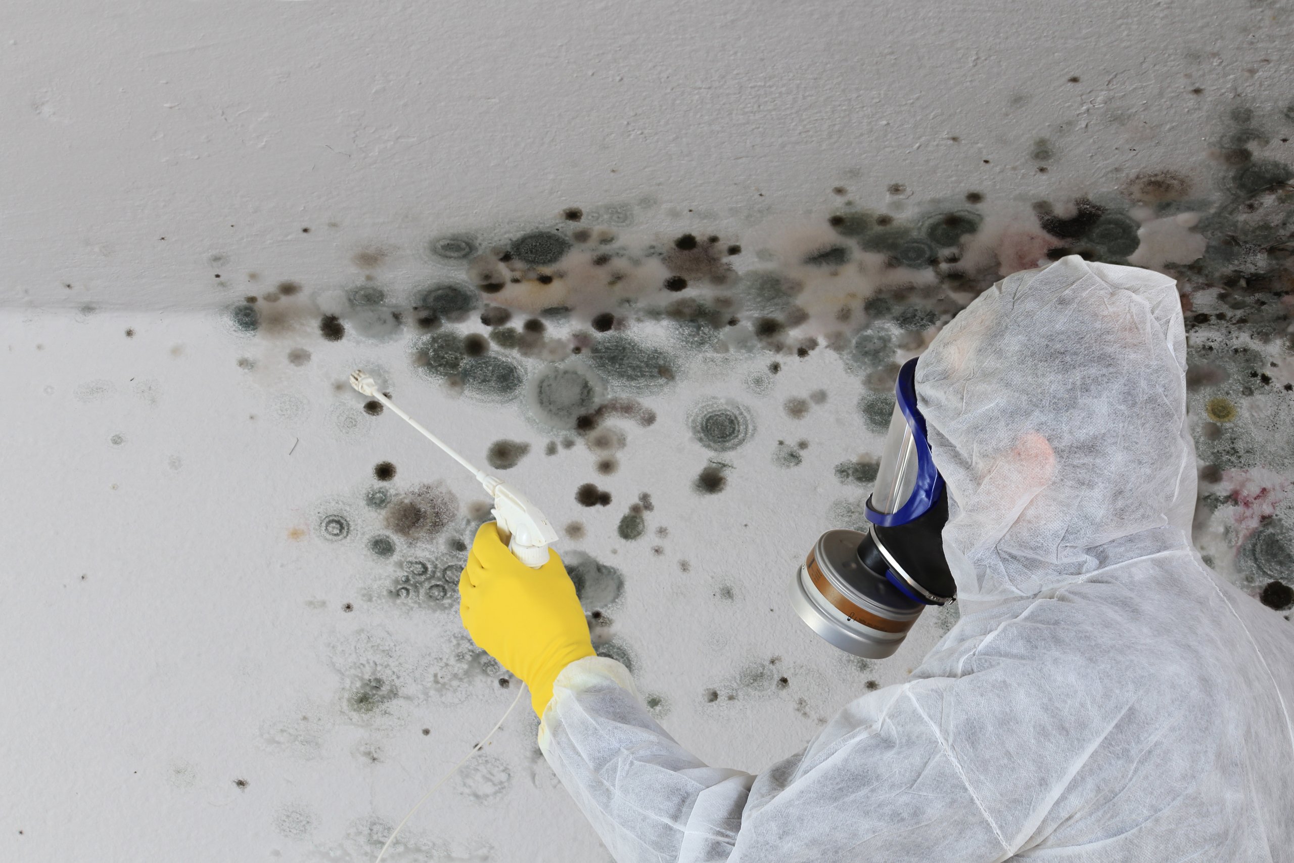 expert-removal-of-mold-on-house-wall
