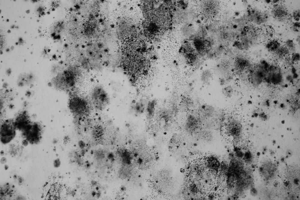 black-mold-spores