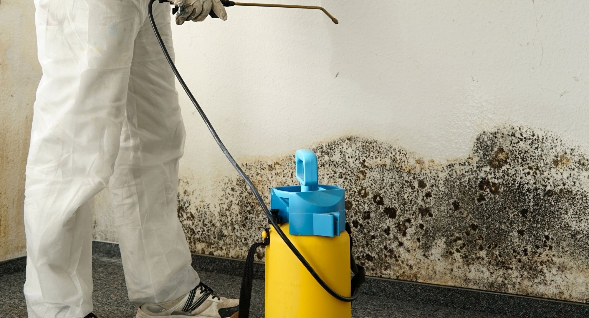 What to do if you found mold